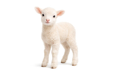Obraz premium Small white lamb standing on white background cute farm animal