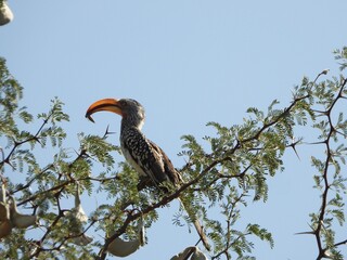 red billed hornbill in the tree