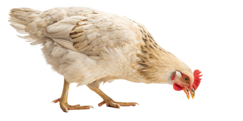 Ultra realistic chicken pecking grain, full body or medium shot, natural standing posture, chicken eating animal feed, realistic feathers texture, natural proportions, soft studio lighting, calm neutr