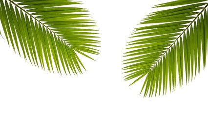 Vibrant Green Palm Leaves Framing Empty Space, Natural Tropical Fronds Isolated on Transparent Background for Summer Design