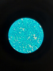 Onion root tip cells showing mitosis stages under microscope at 40x magnification used for biology education, cytology research, genetics study and plant cell division illustration