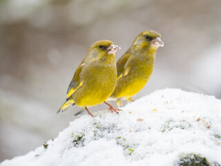 Gr&uuml;nfink, Chloris chloris