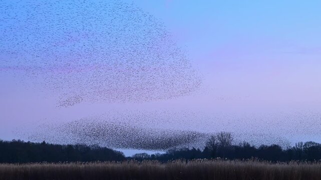 Starling murmuration when thousands of birds engage in synchronized, choreographed aerial displays, forming vast, dynamic cloud-like shapes in the sunset sky.