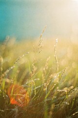 Abstract summer nature background. Soft focus on dew-kissed grass illuminated by warm sunlight in a serene landscape.