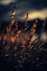 Abstract summer nature background. Dark grass silhouettes against a moody sunset backdrop.