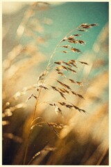 Abstract summer nature background. A delicate grass stem against a textured, dreamy background with soft colors.