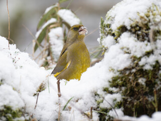 Fototapete bei efototapeten.de bestellen   