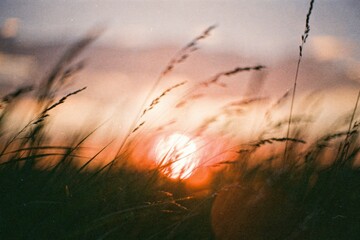 Abstract summer nature background. Sunset casting golden light on swaying grass in a serene landscape.