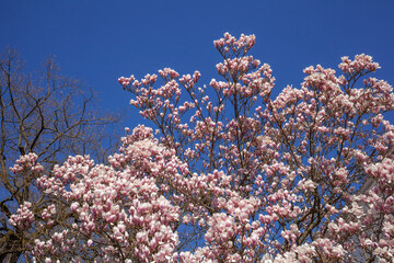 Rosa Magnolienbl&uuml;ten auf Baumzweigen im Fr&uuml;hling, Deutschland