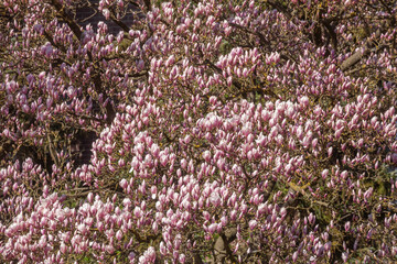 Rosa Magnolienbl&uuml;ten auf Baumzweigen im Fr&uuml;hling, Deutschland