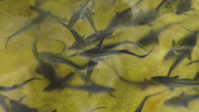 Closeup sturgeon fish farm for breeding. Sturgeon fry in the hatchery incubator.