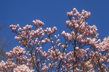Rosa Magnolienbl&uuml;ten auf Baumzweigen im Fr&uuml;hling, Deutschland