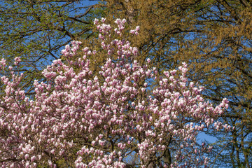 Rosa Magnolienbl&uuml;ten auf Baumzweigen im Fr&uuml;hling, Deutschland