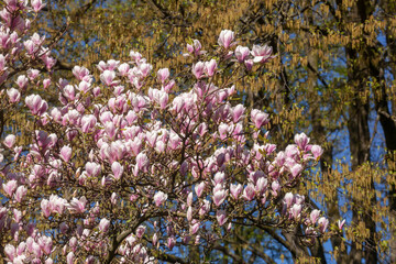 Rosa Magnolienbl&uuml;ten auf Baumzweigen im Fr&uuml;hling, Deutschland