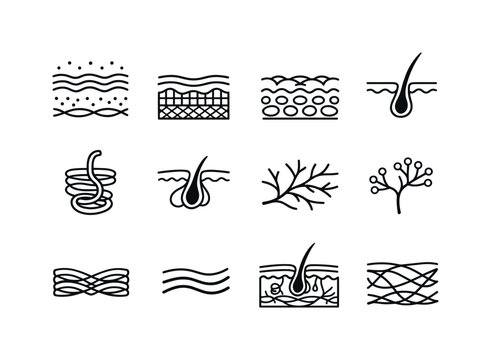 Skin Anatomy Icons. Skin structure. Line icon set of Skin structure: epidermis layer, dermis layer, hypodermis layer, hair follicle, sweat gland