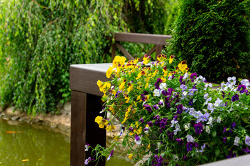 Blooming pansies hanging from the railing next to the pond in the summer garden.
