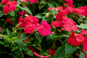 Blooming  crimson impatiens in the summer garden. Close up