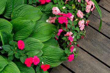 Blooming impatiens of various varieties among the leaves of the hosta next to the path in the summer garden. Impatiens, jewelweed, touch-me-not, snapweed, patience, busy lizzie