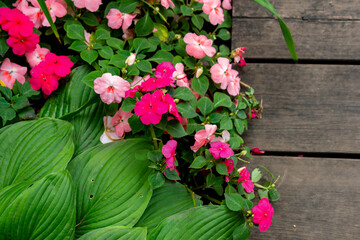 Blooming impatiens of various varieties among the leaves of the hosta next to the path in the summer garden. Impatiens, jewelweed, touch-me-not, snapweed, patience, busy lizzie