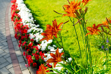 Blooming orange daylily in a summer park