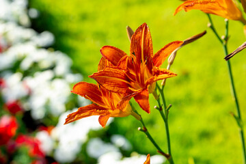 Blooming orange daylily in a summer park