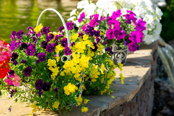 Decorative metal planter basket with blooming yellow and purple pansies next to the pond in the summer garden