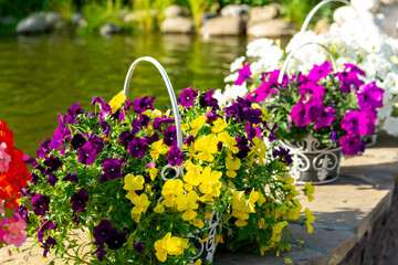 Decorative metal planter basket with blooming yellow and purple pansies next to the pond in the summer garden