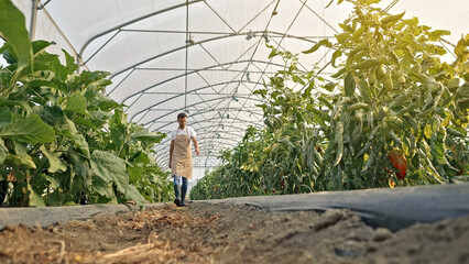 Obraz premium A farmer walks through a lush greenhouse with thriving vegetables. The curved metal frame and transparent roof allow sunlight to nourish the plants.