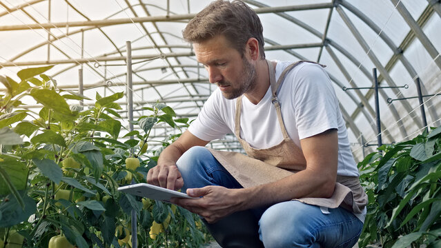 A focused farmer examines plants in a greenhouse, using a tablet to monitor crop health. Surrounded by lush greenery and ripe vegetables, he embodies sustainable agriculture practices.