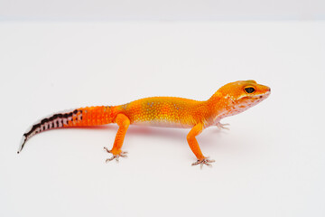 Obraz premium leopard gecko, lizard, reptile, exotic pet