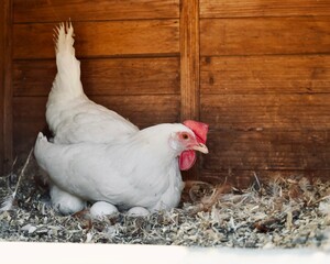 Broody white hen brooding over eggs in a wooden nesting box. Organic farm concept.