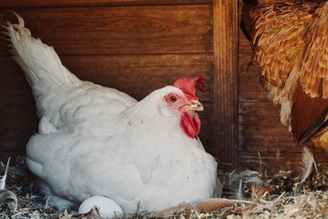 Broody white hen brooding over eggs in a wooden nesting box. Organic farm concept.