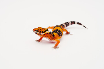 leopard gecko, lizard, reptile, exotic pet
