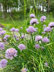 Chives bloom purple in the garden.