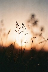 Abstract summer nature background. Gentle grasses silhouetted against a vibrant sunset sky.