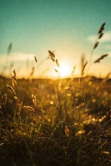 Abstract summer nature background. Golden grass sways in the breeze under a vibrant sunset sky.