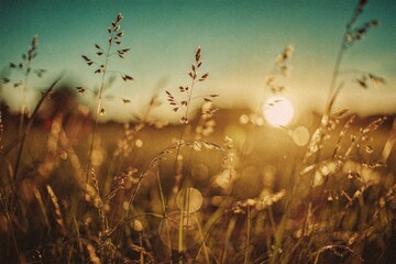 Abstract summer nature background. Golden hour light illuminating tall grass in a serene field.