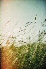 Abstract summer nature background. A serene field of tall grasses swaying gently in the breeze under a soft sky.