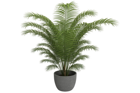 Green Plant in Gray Pot fern potted isolated on a transparent background