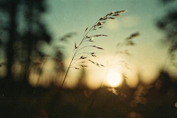 Abstract summer nature background. Delicate grass silhouetted against a sunset in a serene landscape.