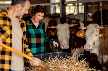 Male and female farmers working together on dairy farm taking care of cows.