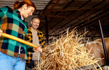 Male and female farmers working together on dairy farm taking care of cows.
