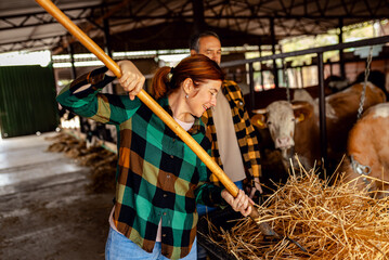 Male and female farmers working together on dairy farm taking care of cows.