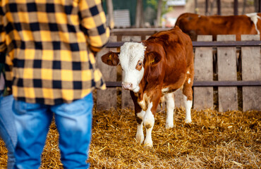 Young calf standing in dairy barn next to the farmers.