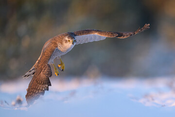 Goshawk flying at sunrise over a snowy bog