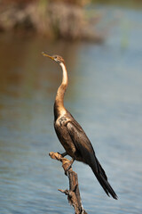 Anhinga d'Afrique,Anhinga rufa, African Darter