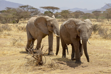 Fototapeta premium éléphant d'Afrique