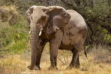 &eacute;l&eacute;phant d'Afrique