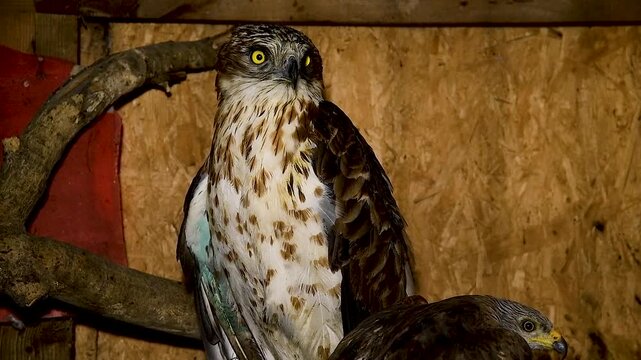 Portrait of Honey buzzard sitting in an aviary.