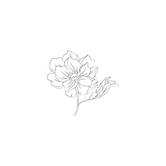 Obraz premium Line drawing of a flower with leaves